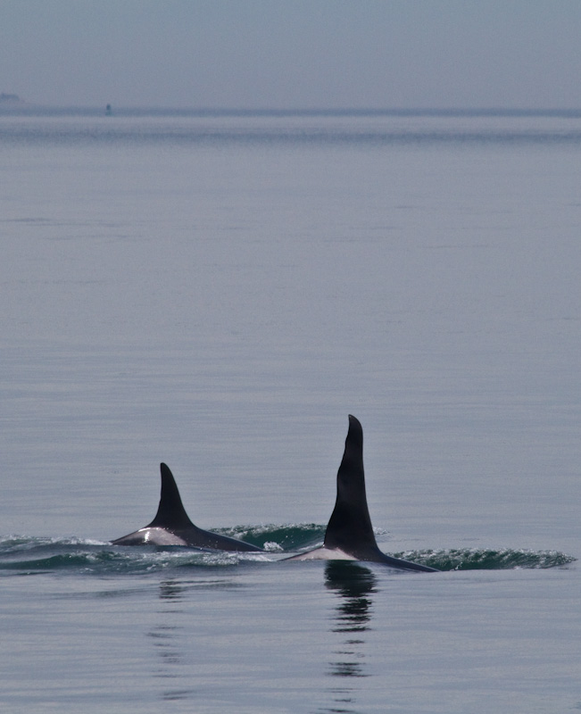 Orcas